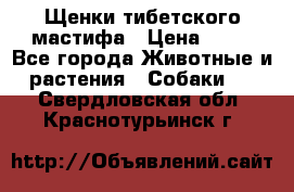 Щенки тибетского мастифа › Цена ­ 80 - Все города Животные и растения » Собаки   . Свердловская обл.,Краснотурьинск г.
